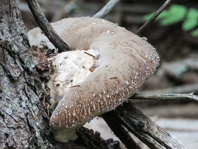 Artist’s Bracket / Ganoderma applanatum, with guttation droplets