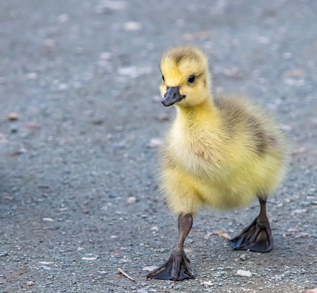 Gosling