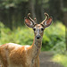 Oh! My deer!
