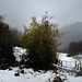 Ponga Nat. Park, Picos de Europa, HFF