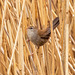 Cetti's warbler