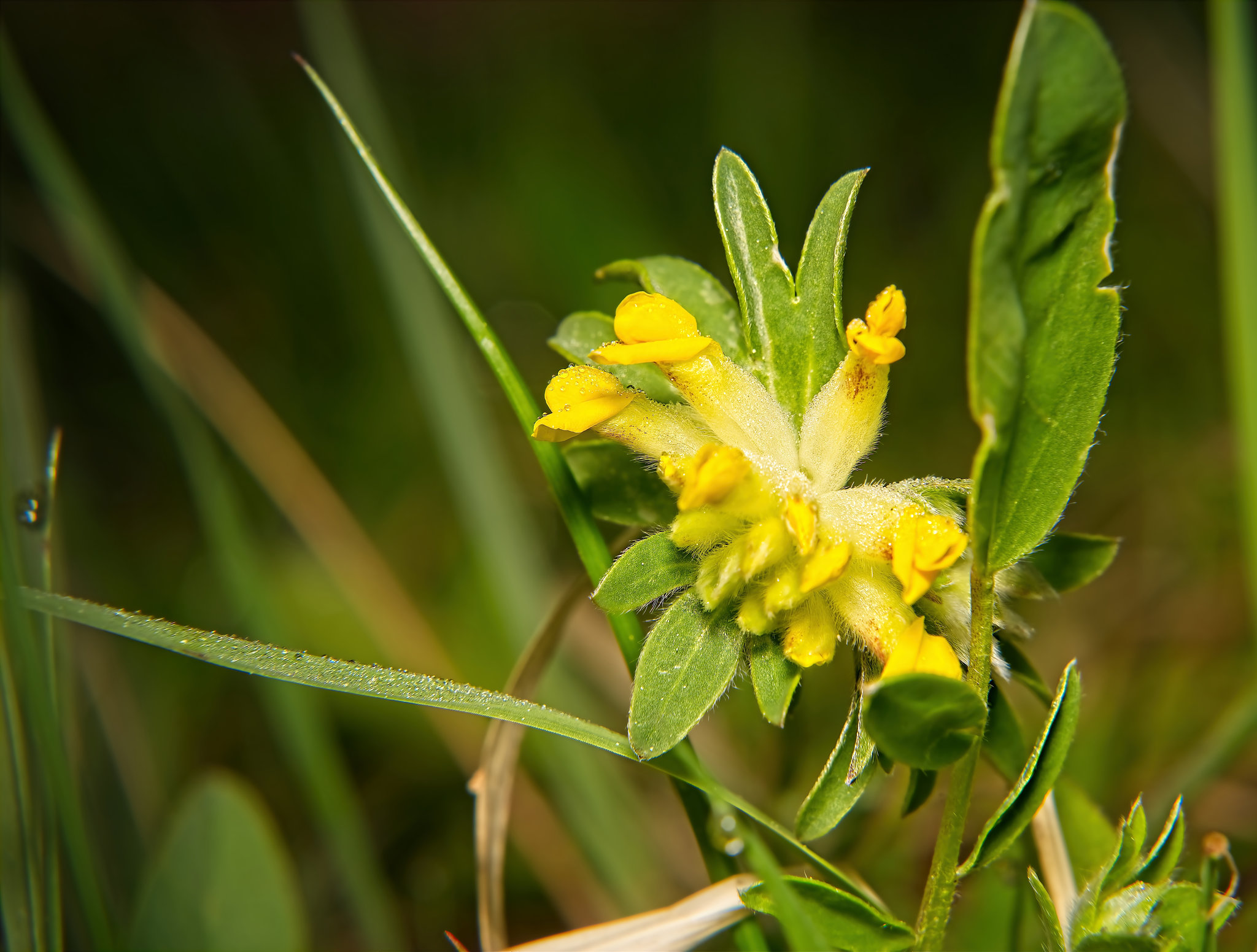 Der Echte Wundklee zeigt sich auch :))  The real kidney vetch shows up too :))  La vraie vesce rénale apparaît aussi :))