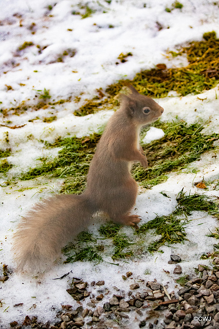 Red Squirrel