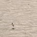 Swallow and Sand Mantin over Swineshaw-5472