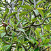 Plumeria Tree - Koko Crater Botanical Garden