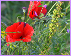 Vicia  Cracca with papaver