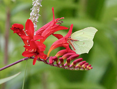 Zitronenfalter auf Montbretienblüte   (pip)