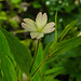 20240523 0176CPw [D~LIP] Berg-Weidenröschen (Epilobium montanum), BS