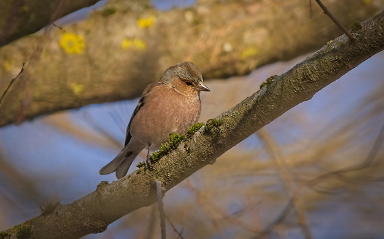 Der Buchfink (Fringilla coelebs) hat mir eine Freude gemacht :)) The chaffinch (Fringilla coelebs) made me happy :))  Le pinson des arbres (Fringilla coelebs) m'a rendu heureux :))