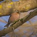 Der Buchfink (Fringilla coelebs) hat mir eine Freude gemacht :)) The chaffinch (Fringilla coelebs) made me happy :))  Le pinson des arbres (Fringilla coelebs) m'a rendu heureux :))