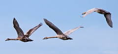 20150308 7279VRTw [D~PB] Höckerschwan (Cygnus olor), Steinhorster Becken, Delbrück