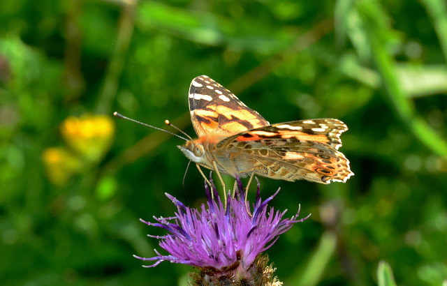 Red Admiral. Vanessa atalanta