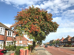 Autumn Colours