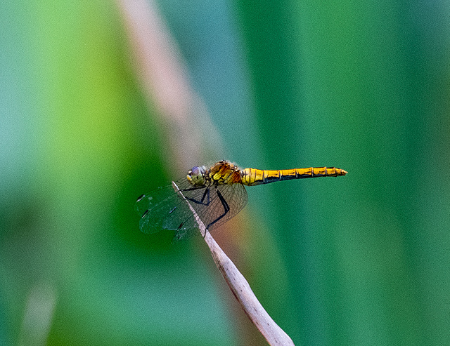 Dragon fly: common darter