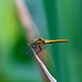 Dragon fly: common darter