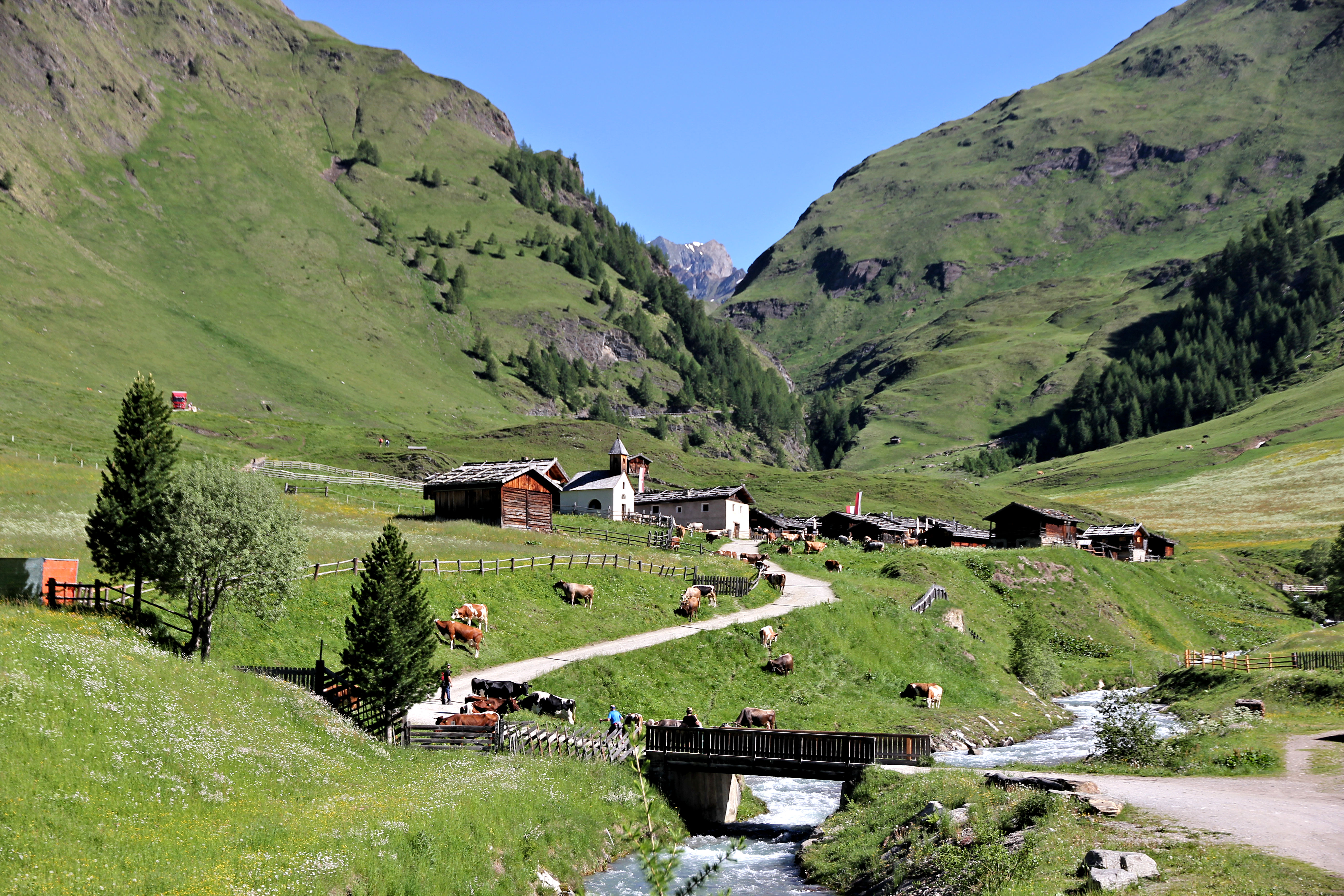 Fane Alm - Ankunft der Kühe und Rinder