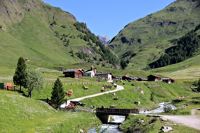 Fane Alm - Ankunft der Kühe und Rinder