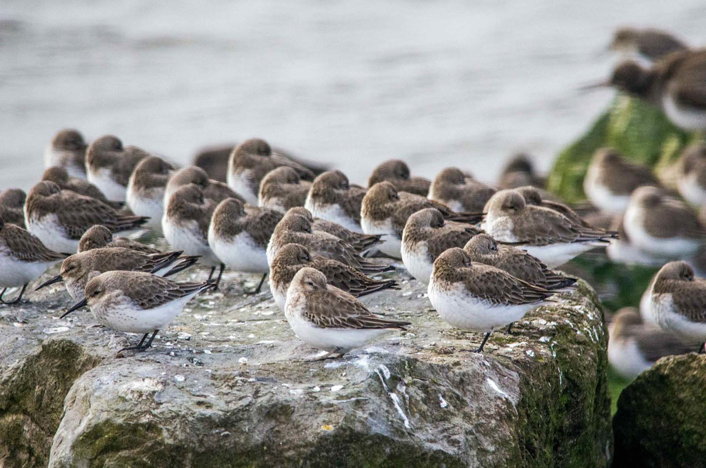 High tide at West Kirby brought wading birds inshore6.