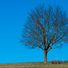 Baum ... mal in Farbe, mal als halbes CK - P.i.P.  (© Buelipix)