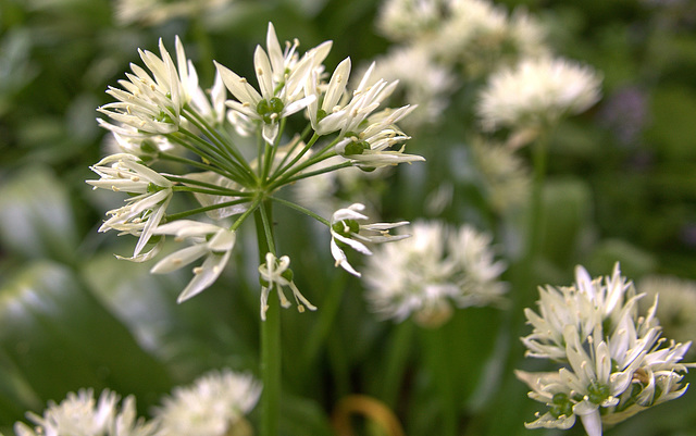 Ramsons. Wild Garlic