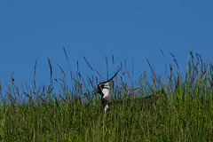 Lapwing Keeping cool-3