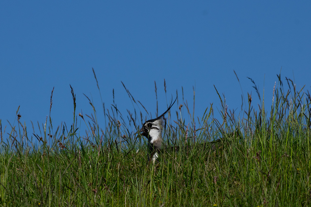 Lapwing Keeping cool-3