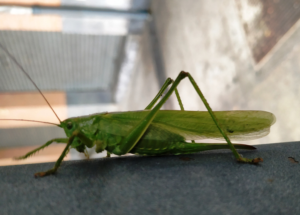 ¿Saltamontes marciano?