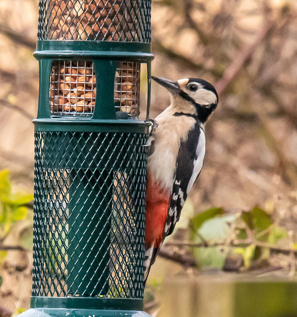 Great spotted woodpecker