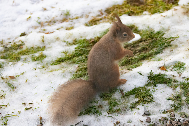 Red Squirrel