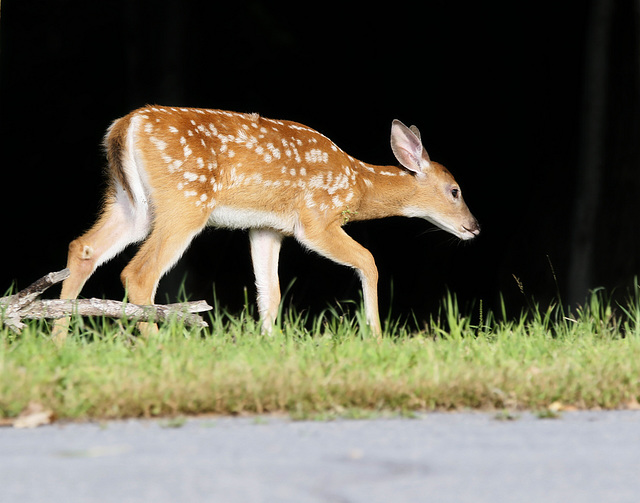 Bambi