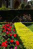 Box parterre with tulips