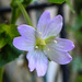 20240523 0178CPw [D~LIP] Berg-Weidenröschen (Epilobium montanum), BS