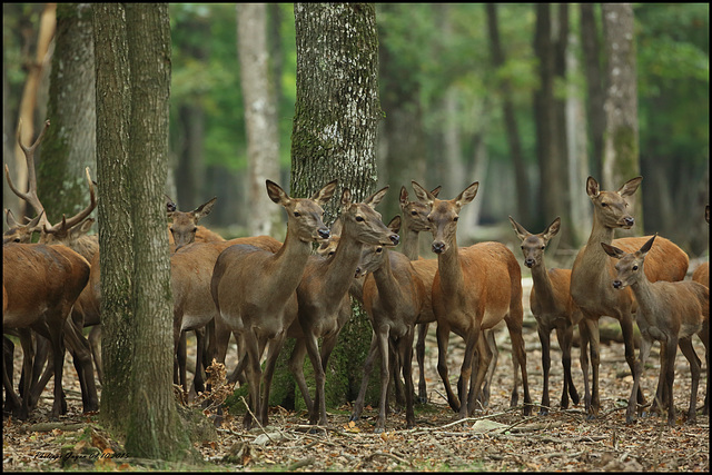 BICHE