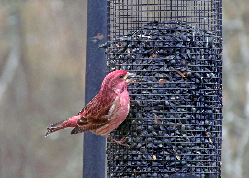 Grabbing a Seed