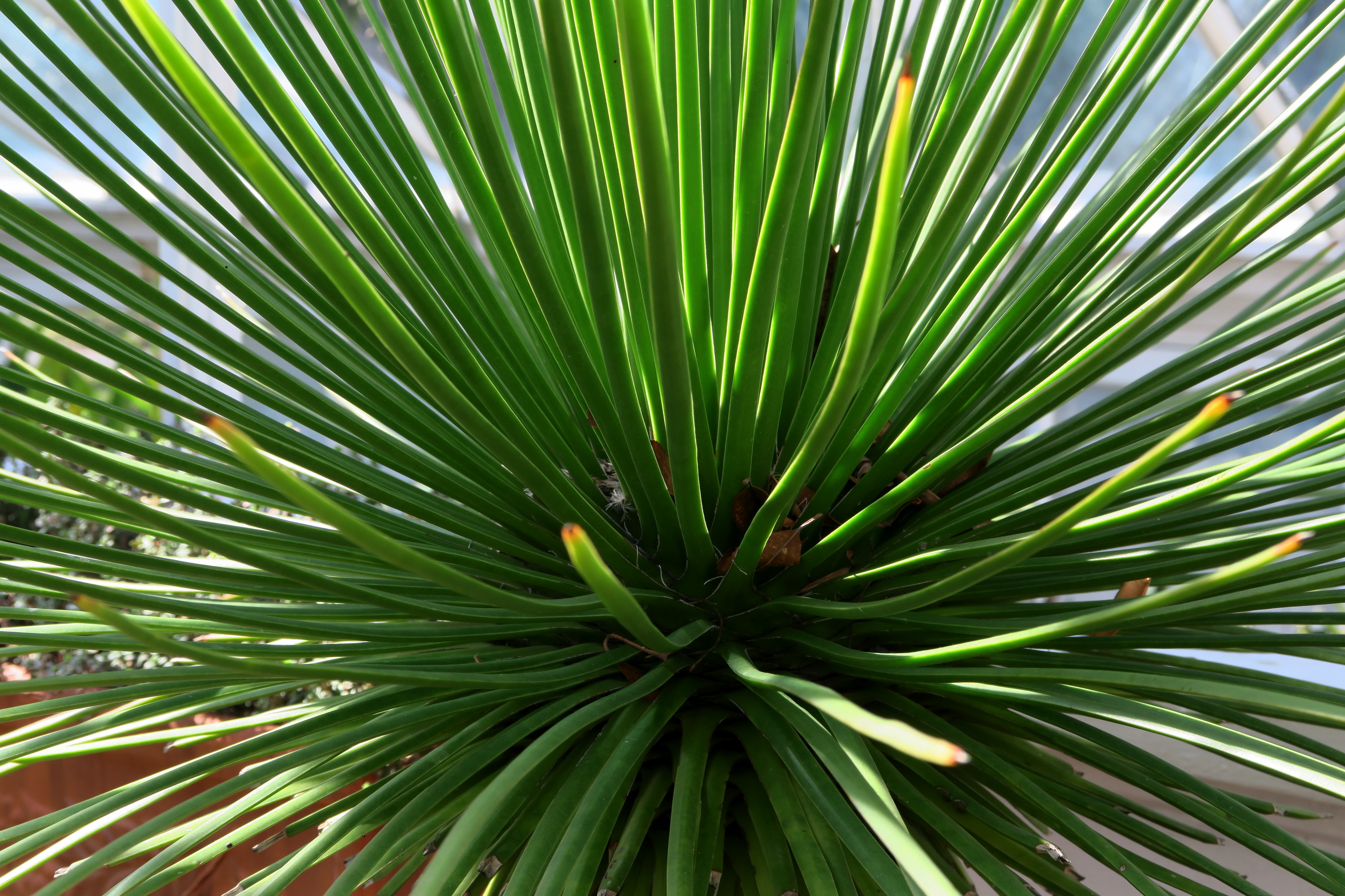 Spiky Green