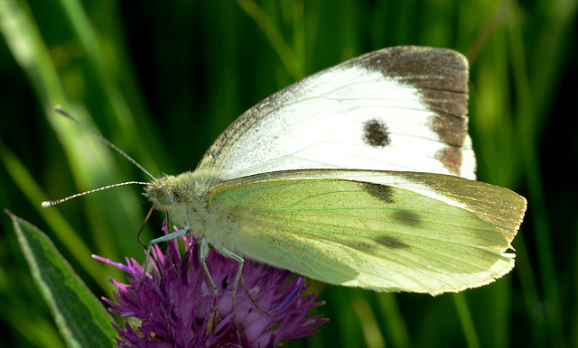 Large White. Pieris brassicae