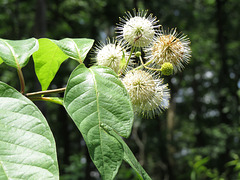 Cephalanthus occidentalis