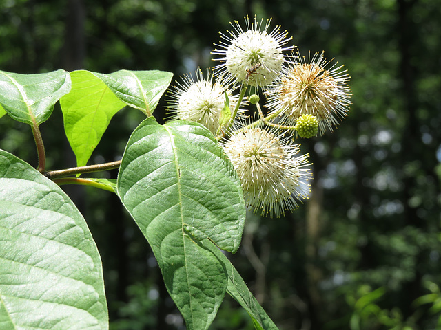 Cephalanthus occidentalis