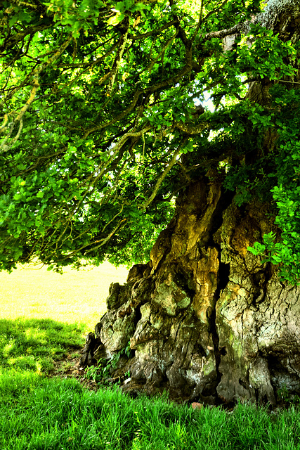 Judge Wyndham's Oak ~ Silton