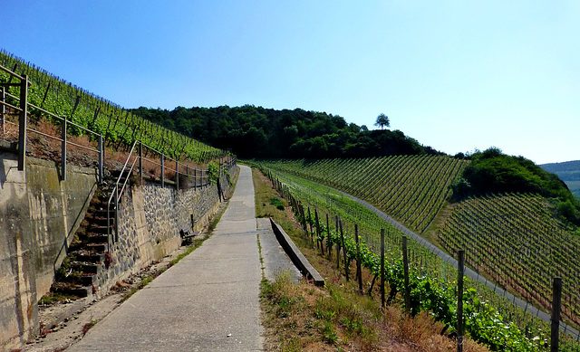 Auf dem Rotweinwanderweg