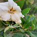 Mantis, gardenia