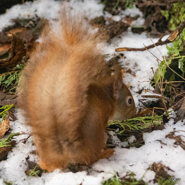 Red Squirrel