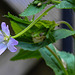 20240523 0180CPw [D~LIP] Berg-Weidenröschen (Epilobium montanum), BS