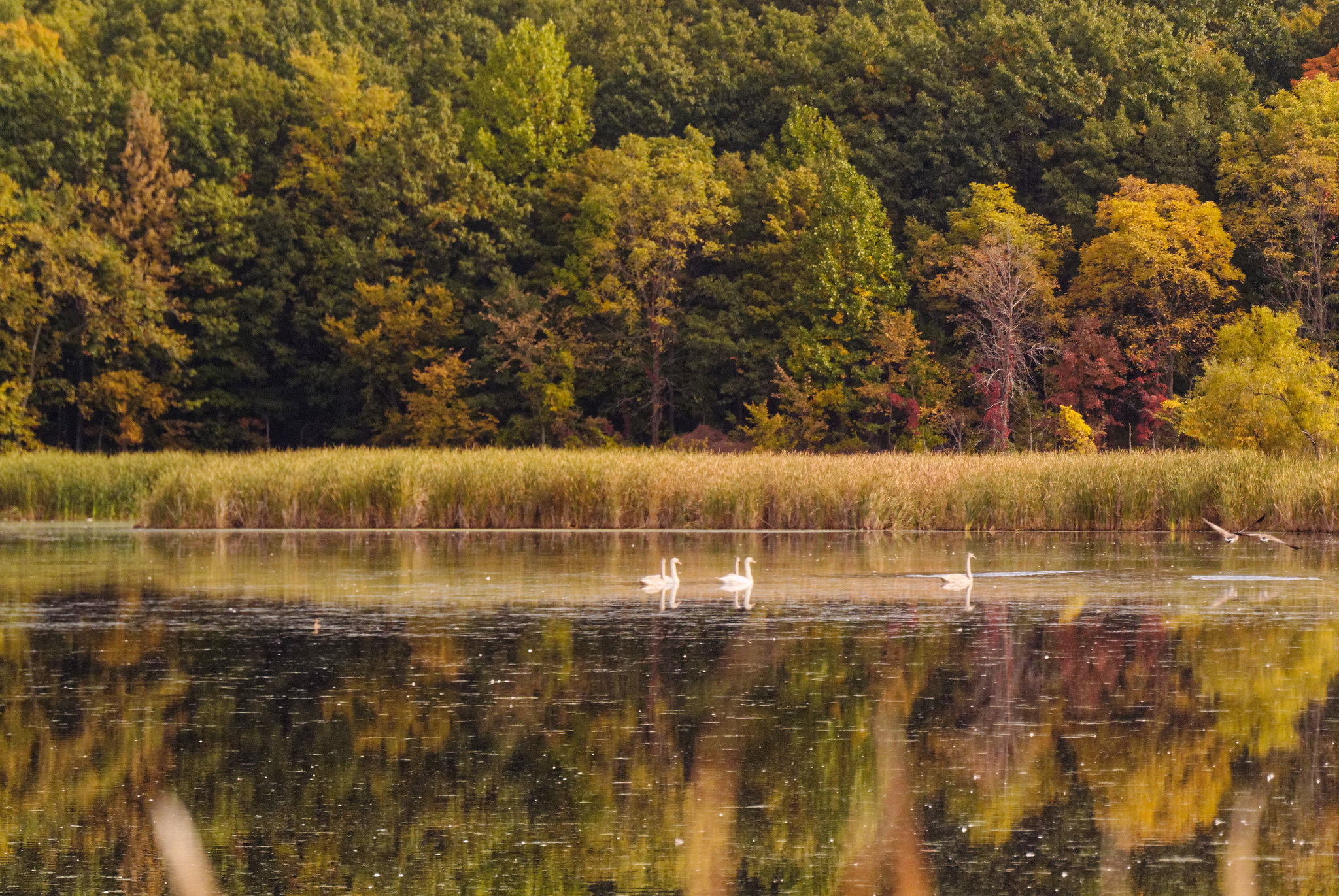 Swans and Geese