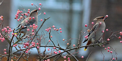 Waxwings