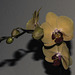 (103/365) Phalaenopsis