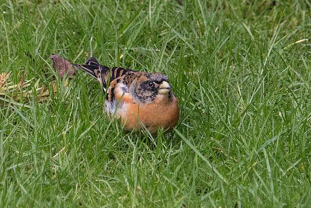 20150118 6410VRAw [D~RI] Bergfink [m] (Fringilla montifringilla), Rinteln