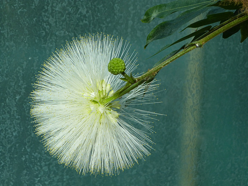 calliandra portoricensis