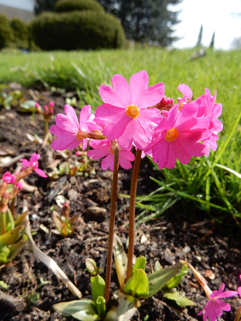 142 Primula rosea - eine zarte, feuchtigkeitsliebende Schönheit