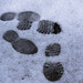 Footsteps in the April snow